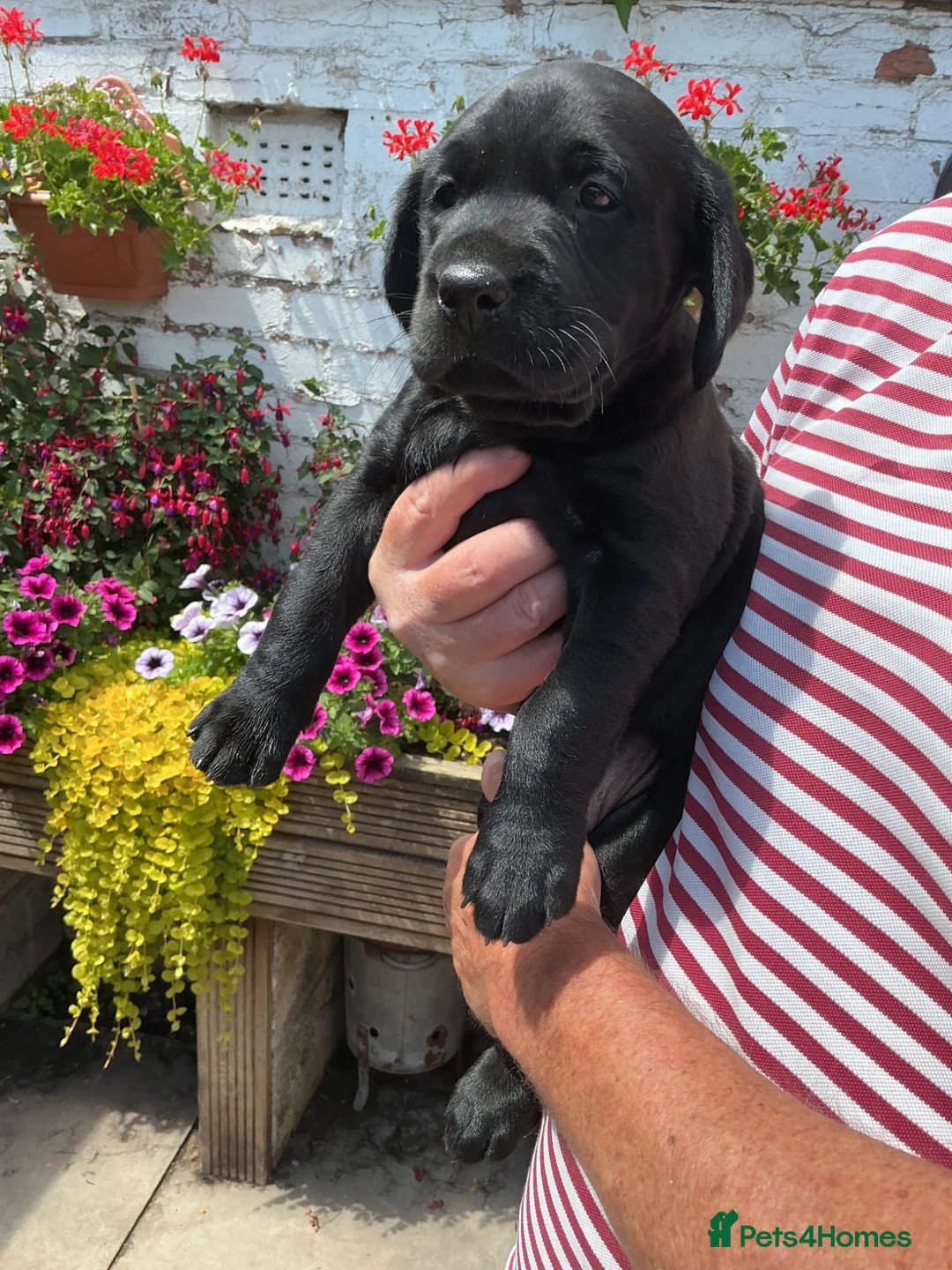Labrador Retriever dogs for sale: Labrador Retreiver Puppy Dogs in Dudley - Advert 2