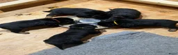 Rottweiler dogs for sale: Rottweiler pups £1500 - Advert 12