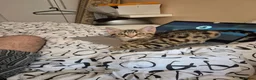 Mixed Breed cats for sale: Cute tabby kitten - Advert 15