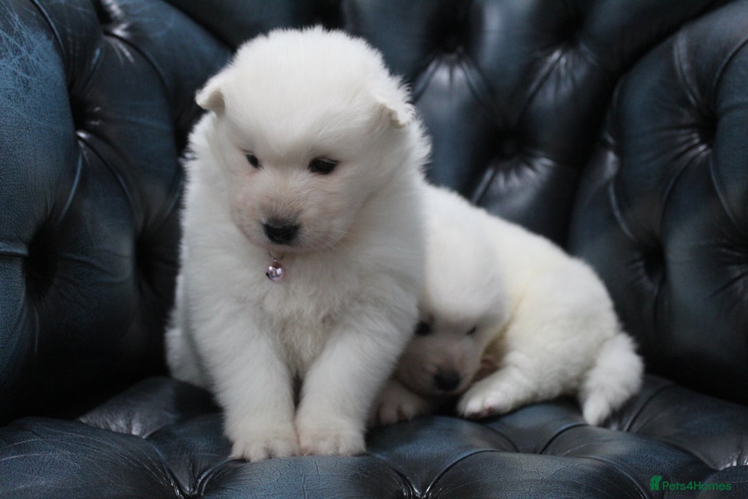 Samoyed dogs for sale: Bundle of joy and fluff - Image 17