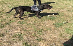Cane Corso dogs for sale: 12 month cane corso Anna  - Image 5