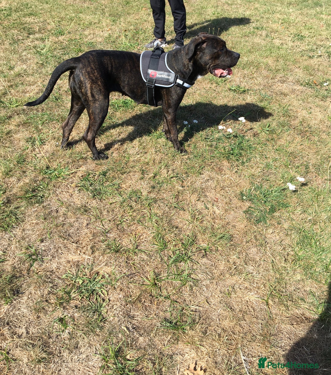 Cane Corso dogs for sale: 12 month cane corso Anna  - Image 5
