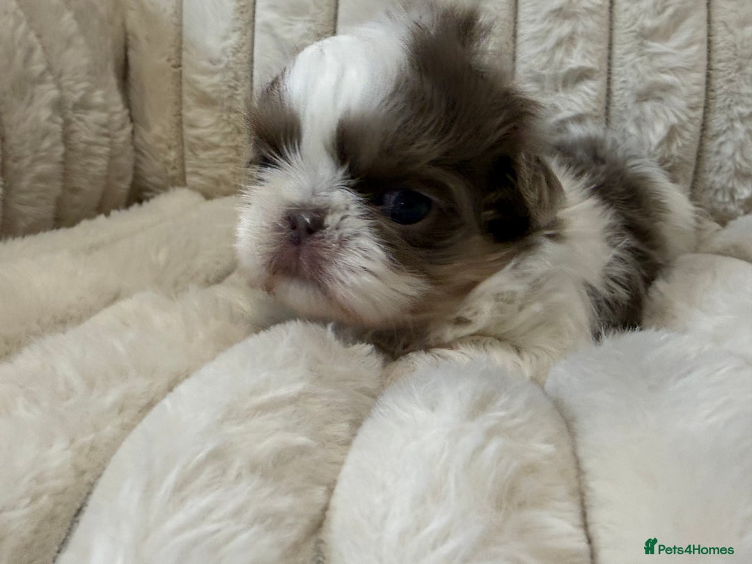 Shih Tzu dogs for sale: Exquisite Imperial Shih Tzu Puppies  - Image 14