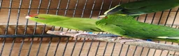 Mixed Breed birds for sale: KAKARIKS FOR SALE - Advert 3