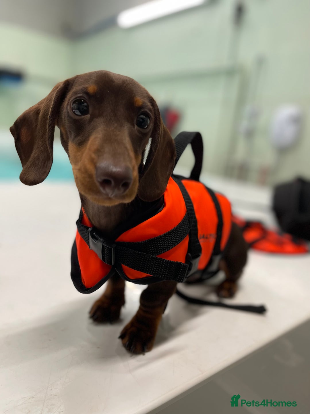 Miniature Dachshund dogs for stud: Miniature dachshund for stud - Advert 8