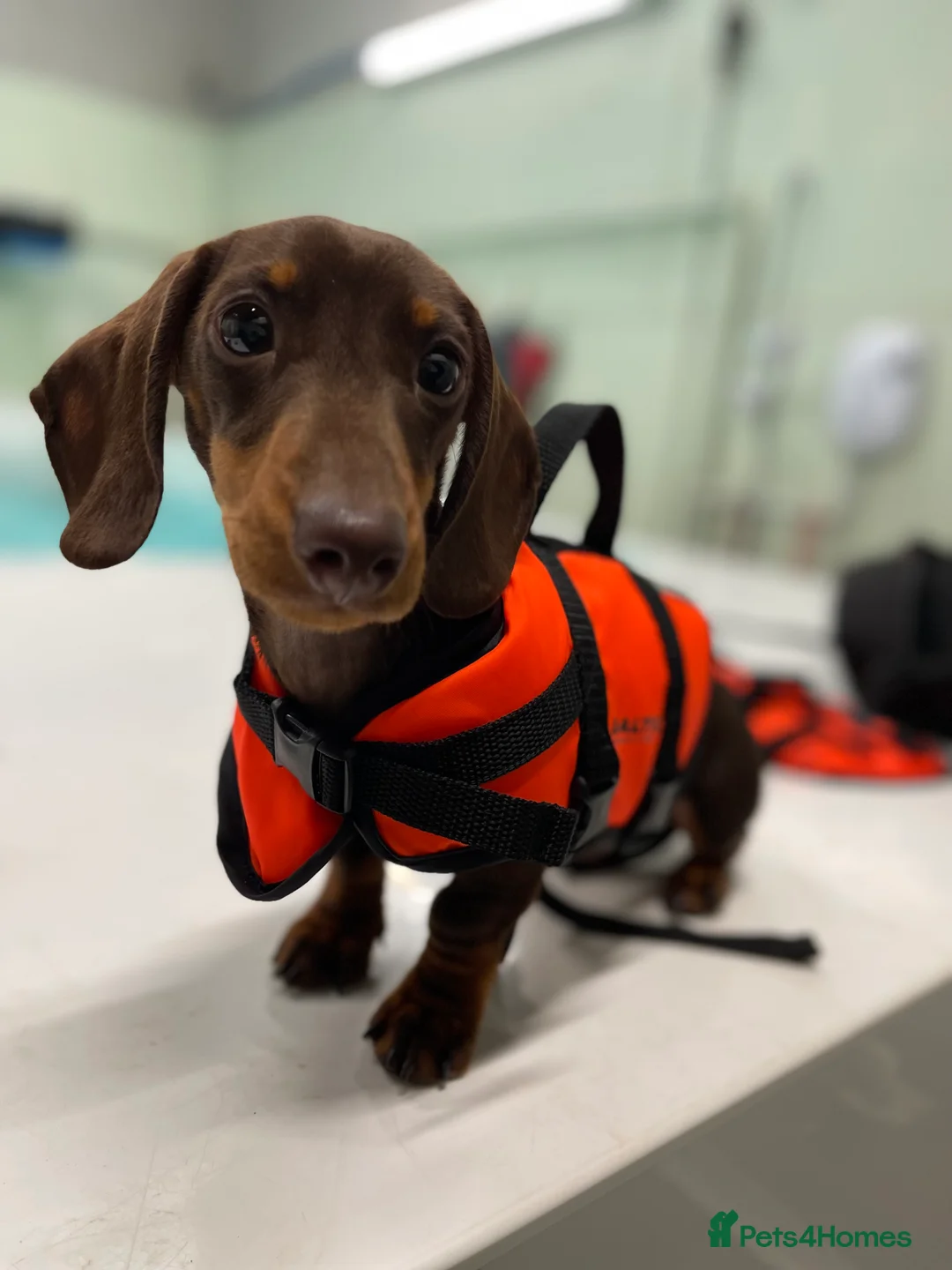 Miniature Dachshund dogs for stud: Miniature dachshund for stud - Advert 8