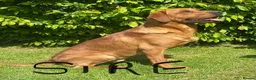Labrador Retriever dogs for sale: KC Registered Labradors - Advert 16