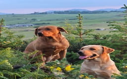 Labrador Retriever dogs for sale: Fox Red Labrador Puppies  - Image 9