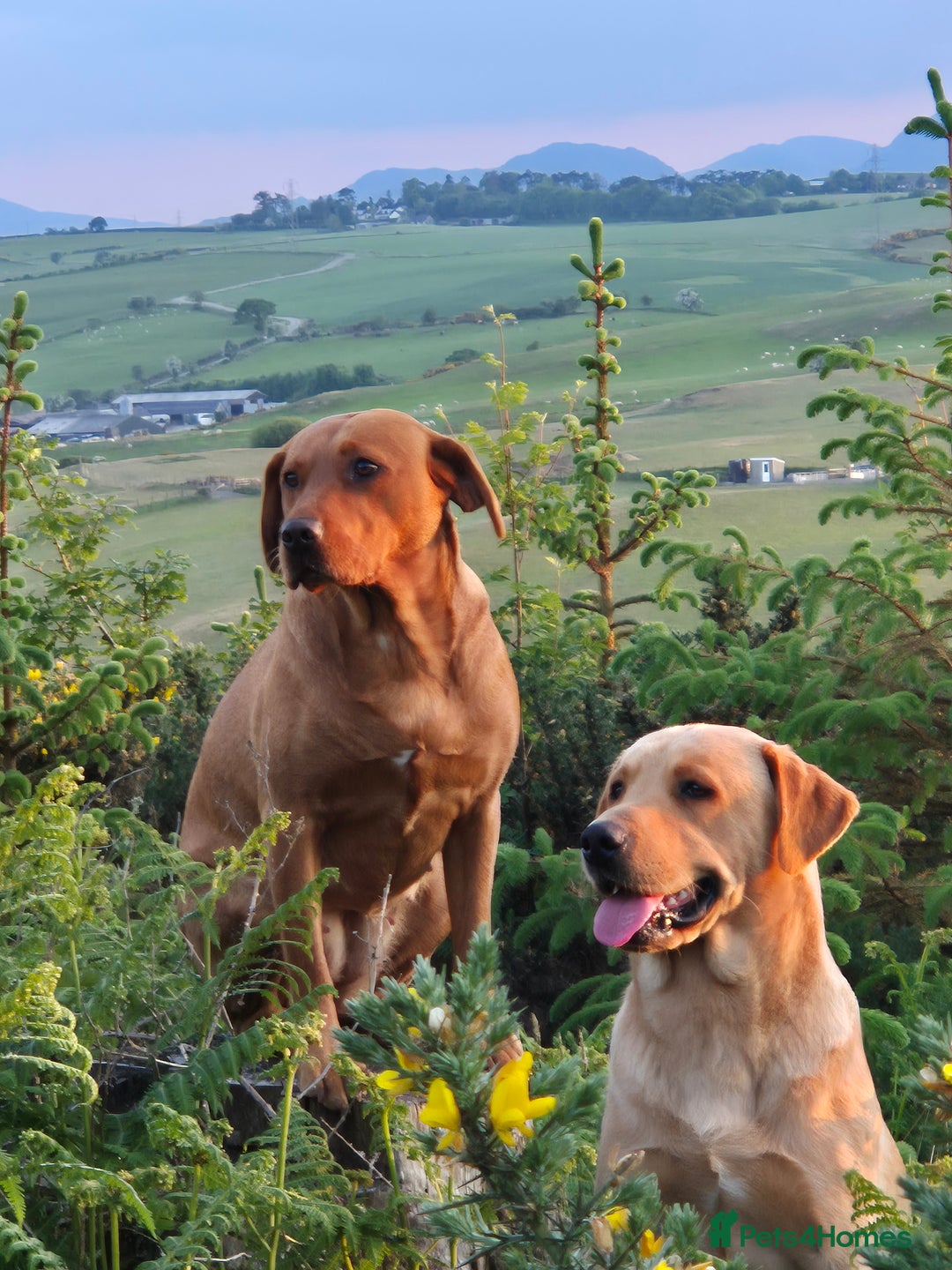 Labrador Retriever dogs for sale: Fox Red Labrador Puppies  - Image 9
