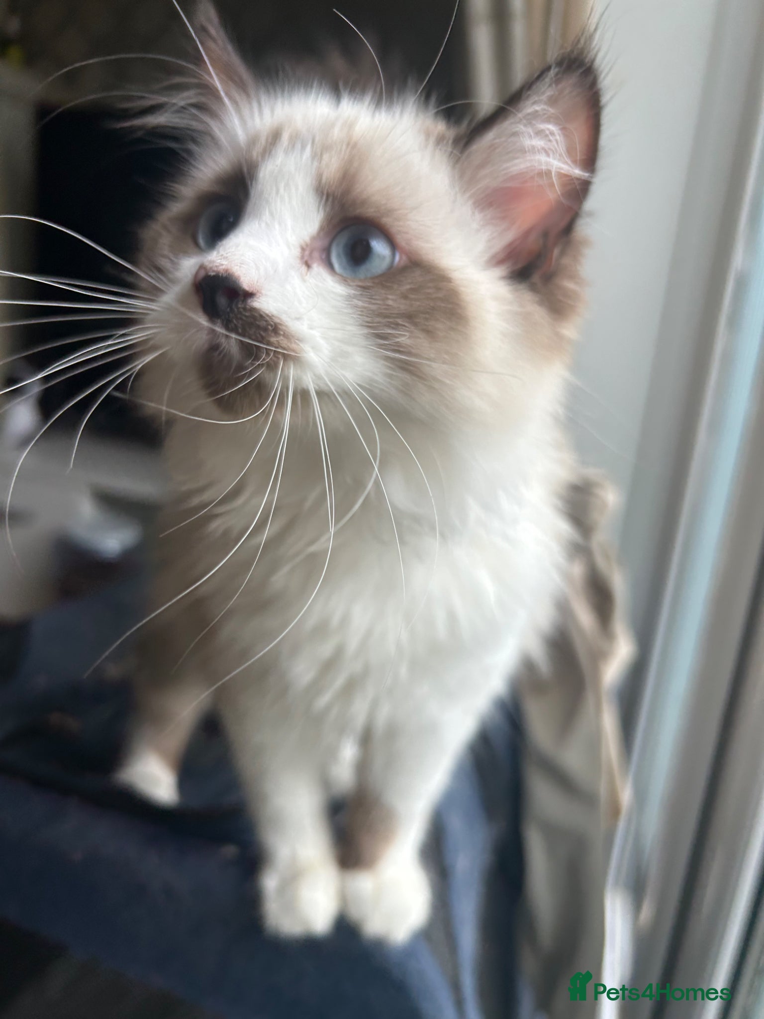 Ragdoll cats for sale: RAGDOLL Cross Kitten  - Advert 6