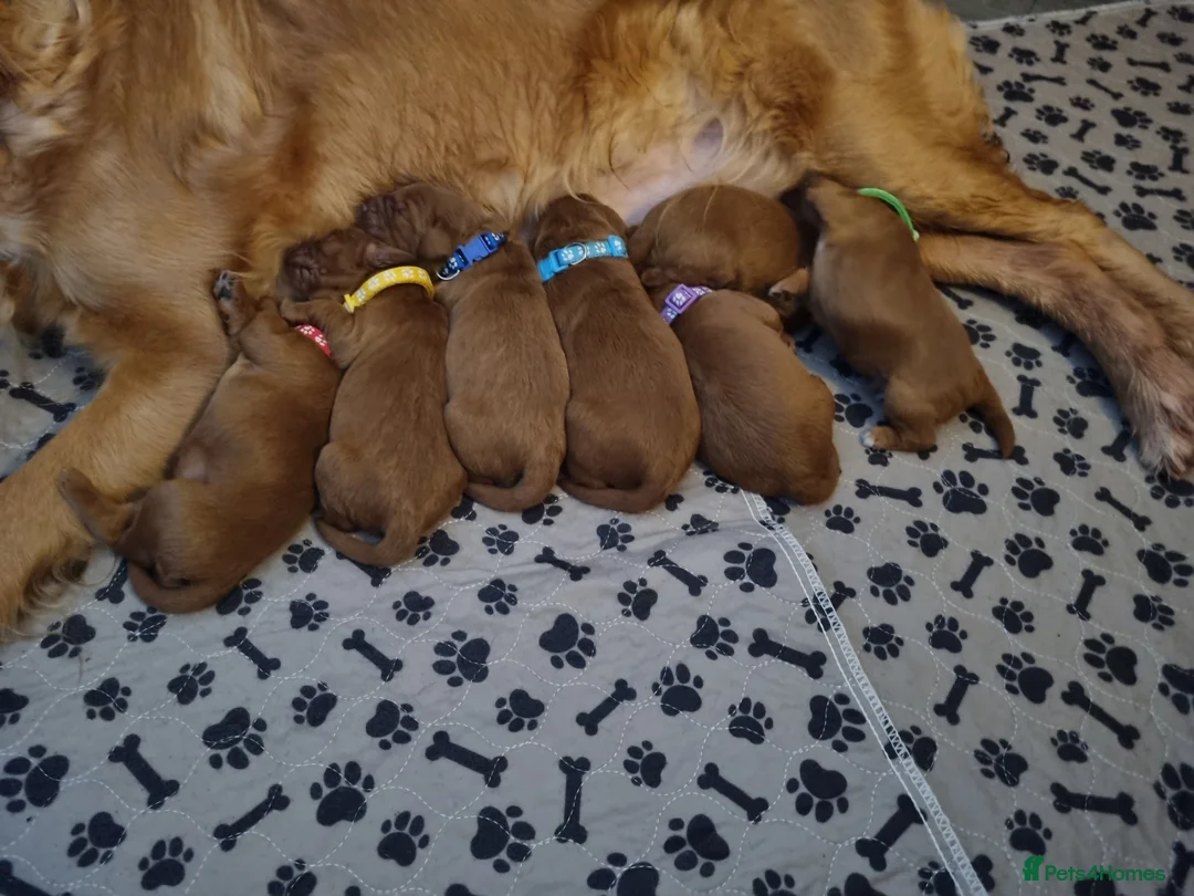 Mini Goldendoodle dogs for sale: F1 Fox Red Health Tested Mini Goldendoodles - Advert 10