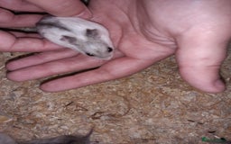 Hamster rodents for sale: Baby Chinese hamsters ready now  - Image 13