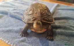 Terrapin reptiles for sale: 2 Terrapins Turtles 3 years adults - Image 7