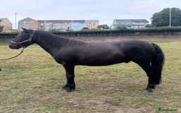 Dartmoor horses for sale: Stunning show prospect  - Image 2