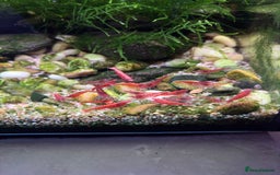 Shrimps fish for sale: Red cherry shrimp (neocaridina) - Image 2