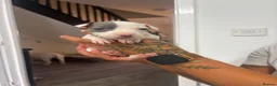 Staffordshire Bull Terrier dogs for sale: Puppys puppys puppys - Advert 21