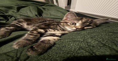 Mixed Breed cats - Advert 3