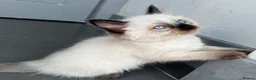Ragdoll cats for sale: Pure breed ragdoll kittens READY NOW  - Advert 5