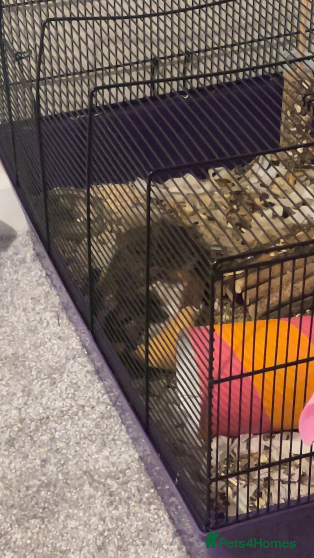 Guinea Pig rodents for sale: guinea pig  - Advert 7