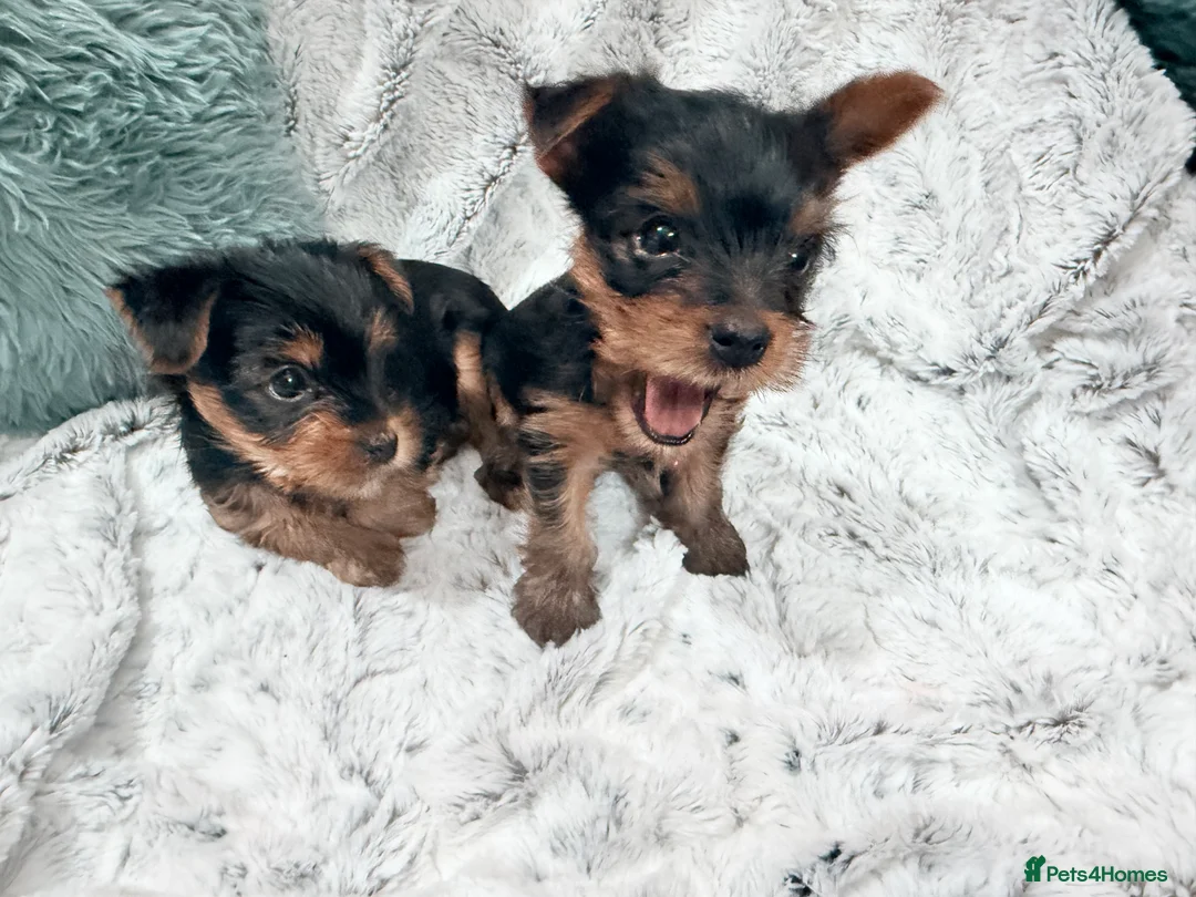 Yorkshire Terrier dogs for sale: Super cute miniature Yorkshire boys  - Advert 9