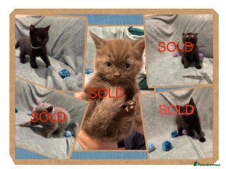 British Shorthair cats 1 Dark Brown British shorthair Boy Left - Advert 7