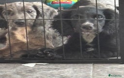 Cocker Spaniel dogs for sale: only 1 male left ,1 merle girl  in Gravesend - Image 23