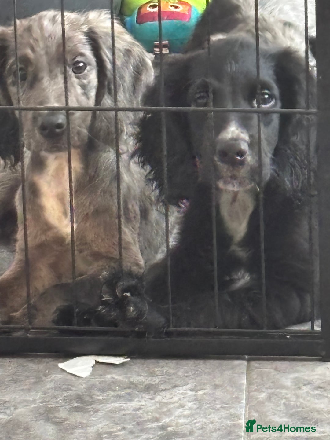 Cocker Spaniel dogs for sale: only 1 male left ,1 merle girl  in Gravesend - Image 23