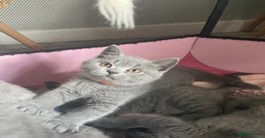 British Shorthair cats - Advert 14