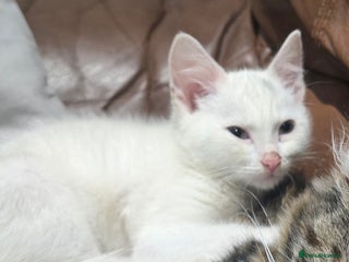 Mixed Breed cats for sale: 🐾 Adorable 8-Week-Old White Kitten - Advert 1