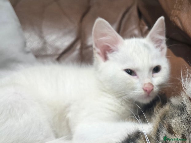 Mixed Breed cats 🐾 Adorable 8-Week-Old White Kitten - Advert 1