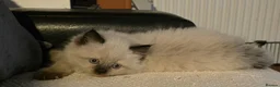 Ragdoll cats for sale: Ragdoll Kittens - Advert 7