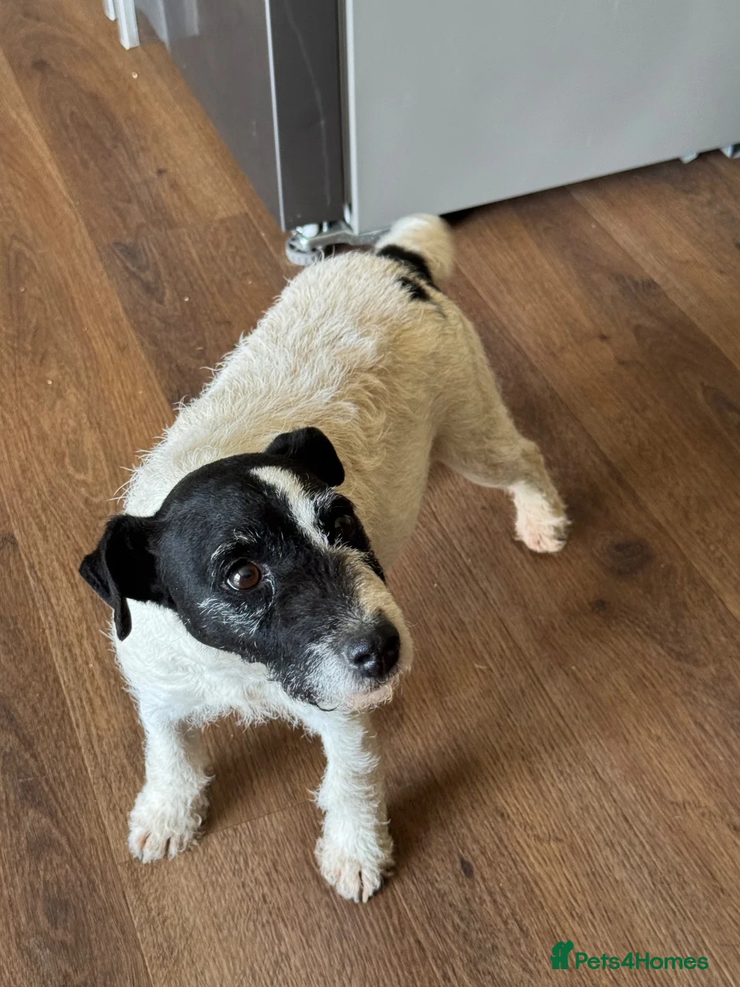 Parson Russell dogs for sale: Russel in Laurencekirk - Advert 1