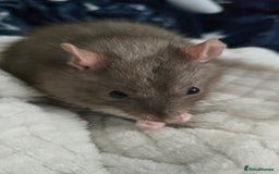 Rat rodents for sale: 4 male rats rehome ( can go with cage) - Image 6