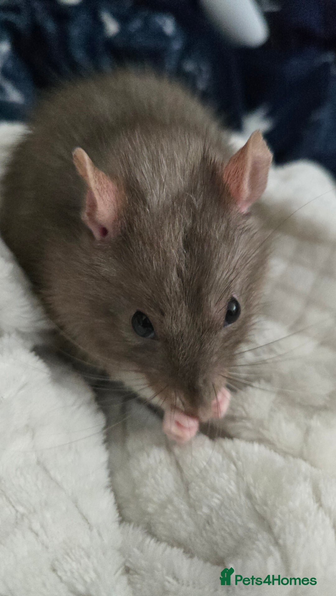 Rat rodents for sale: 4 male rats rehome ( can go with cage) - Image 6