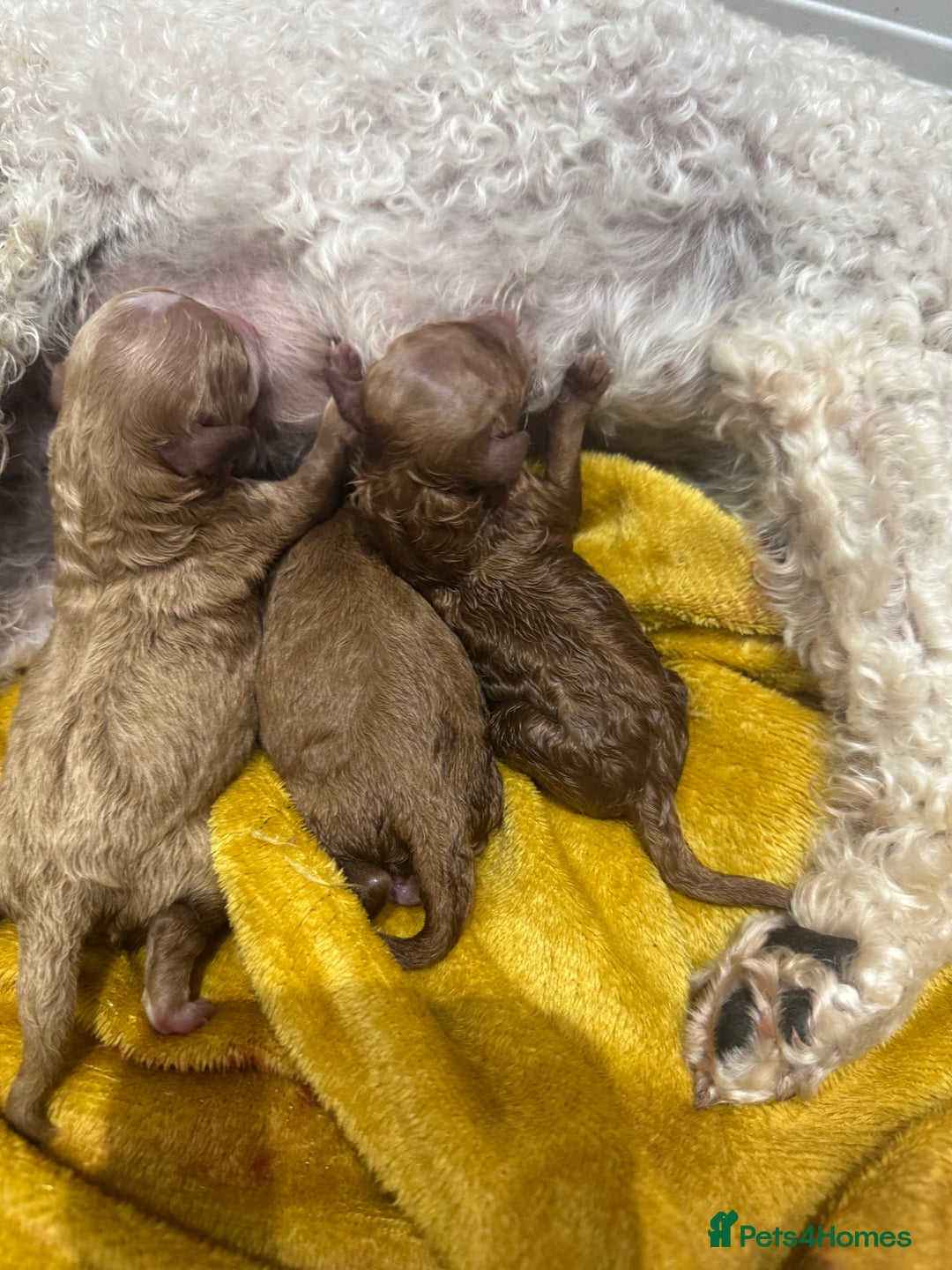Toy Poodle dogs for sale: Last Toy Poodle girl 🐩 - Image 12