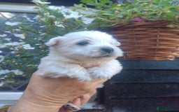 West Highland Terrier dogs for sale: Gorgeous KC registered Westie pups - Image 23