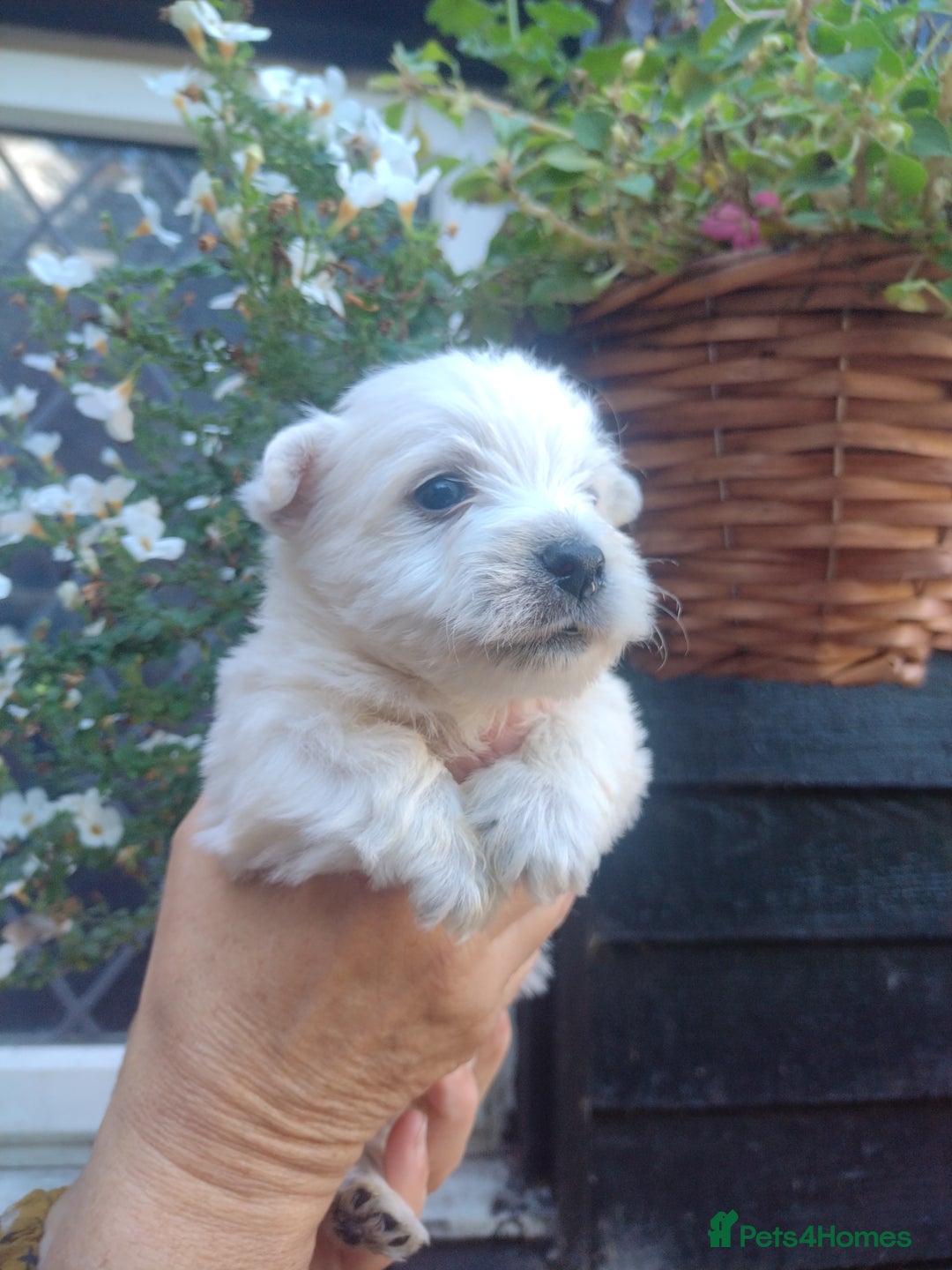 West Highland Terrier dogs for sale: Gorgeous KC registered Westie pups - Image 23