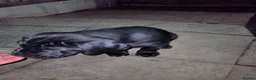 Cane Corso dogs for sale: Cane Corso puppies ready to leave now - Advert 7