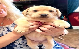 Labrador Retriever dogs for sale: 🐾 Ready 13th Oct. KC vet approved only 3 left 💕 - Image 6