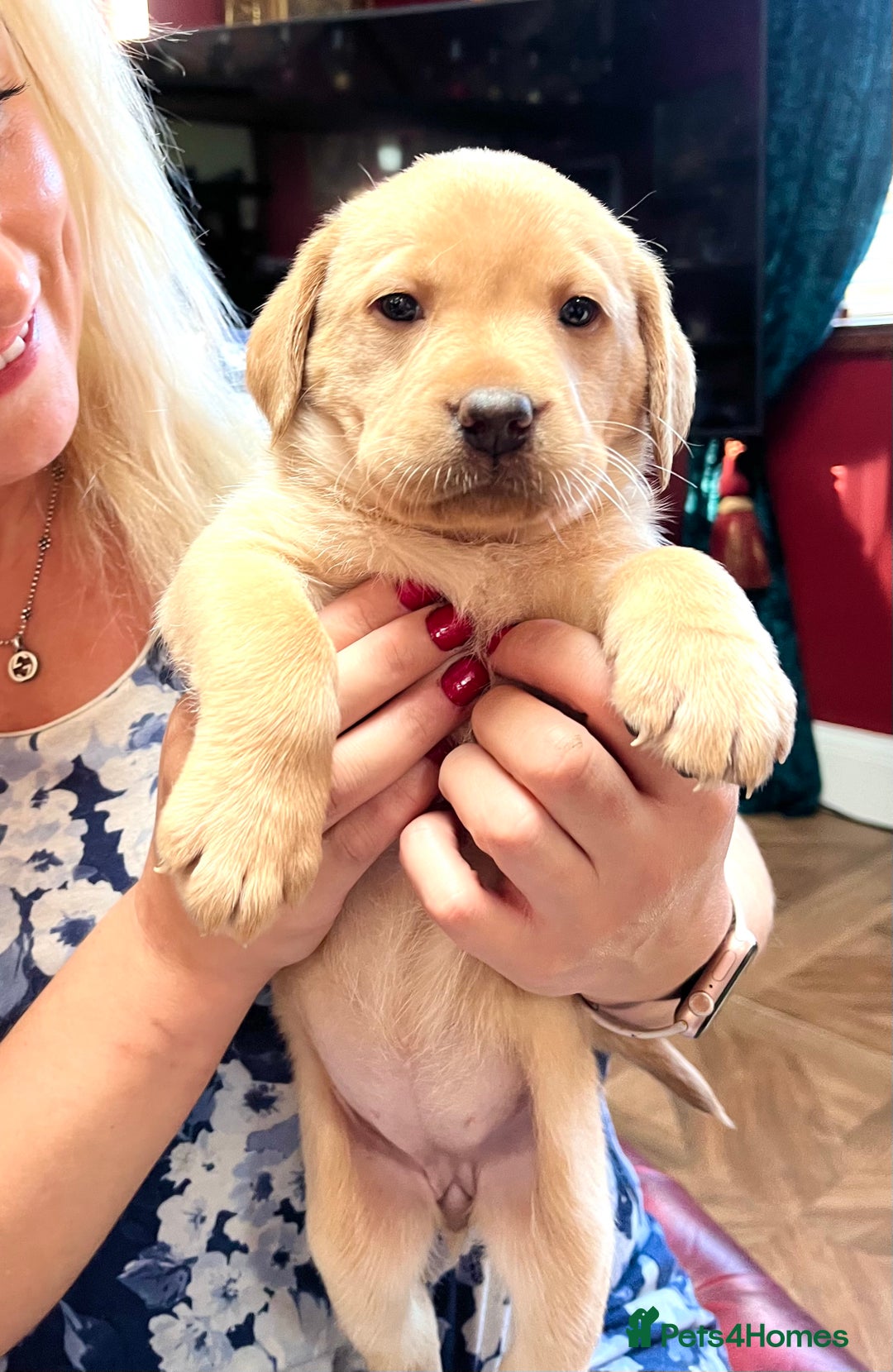 Labrador Retriever dogs for sale: 🐾 Ready 13th Oct. KC vet approved only 3 left 💕 - Image 6