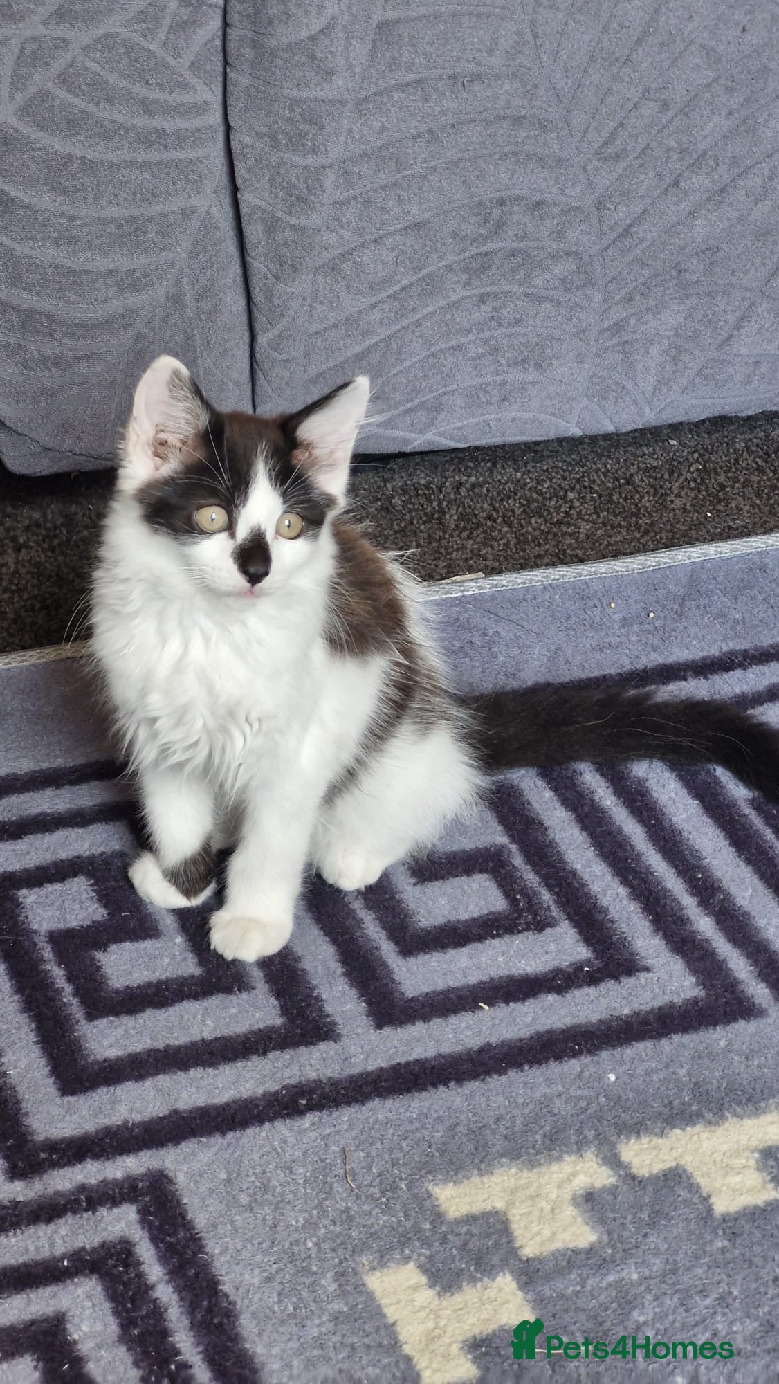 Turkish Angora cats Smudge ready to find a loving home  - Advert 2