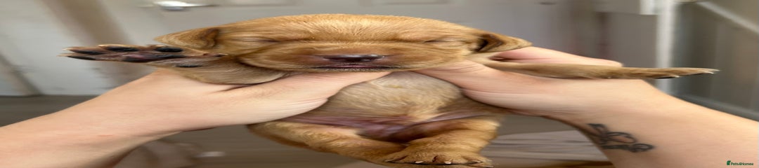 Springador Puppy 10