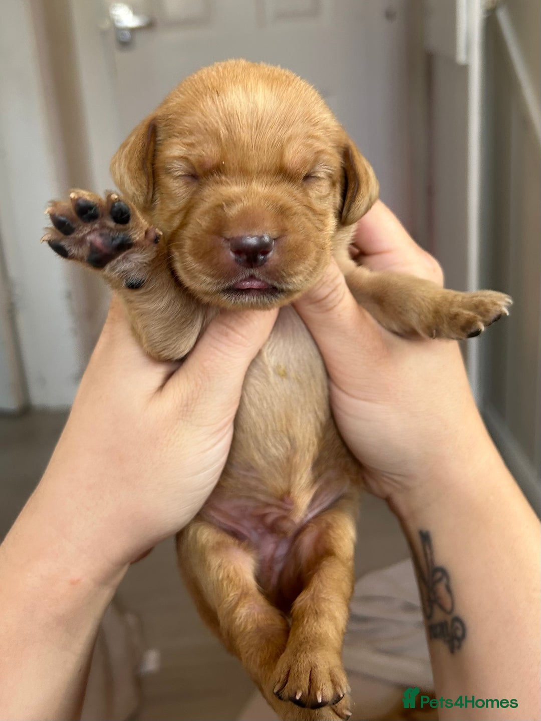 Springador dogs for sale: 3/4 Labrador (Springador x Labrador) Pups for Sale - Image 31