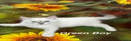 Siberian cats for sale: ❤️6 Beautiful Neva Masquerade x Ragdoll Kittens ❤️ - Advert 28