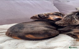 Miniature Dachshund dogs for sale: Miniature dachshunds - Image 7