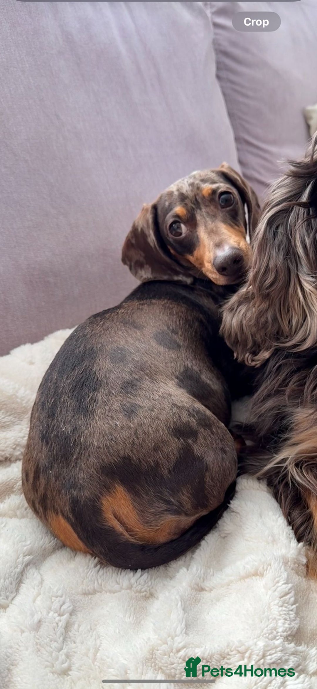 Miniature Dachshund dogs for sale: Miniature dachshunds - Image 7