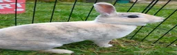 Rex rabbits for sale: Spayed mini rex doe looking for new home - Advert 2