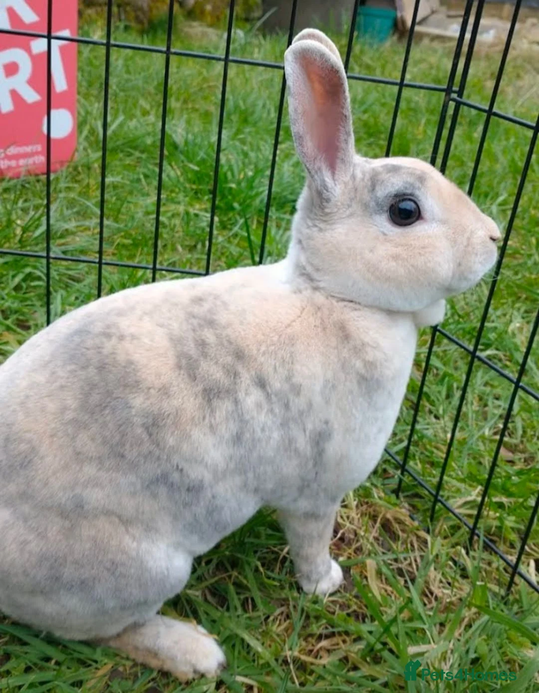 Rex rabbits for sale: Spayed mini rex doe looking for new home - Advert 2