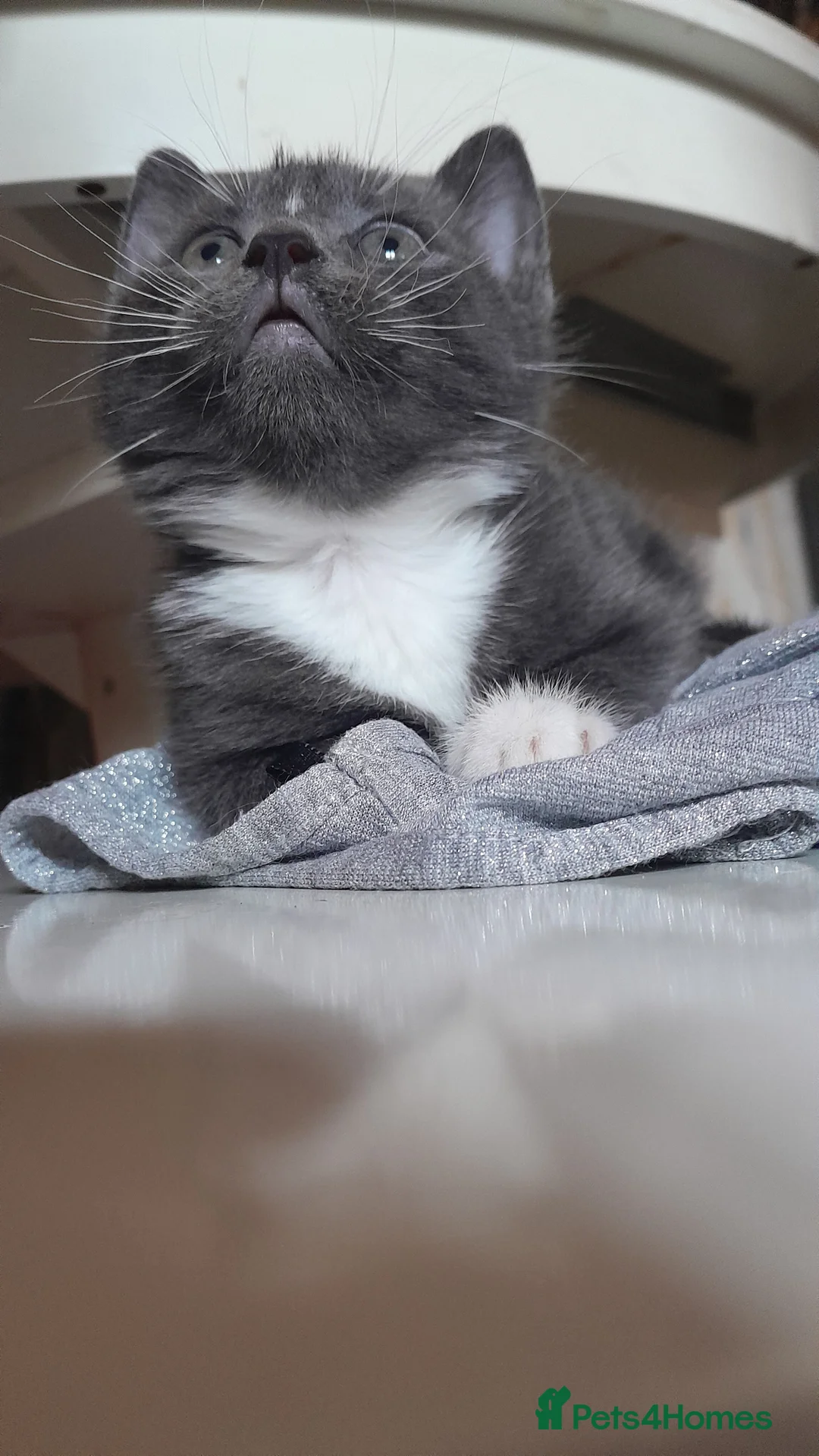 Mixed Breed cats for sale: 3 Beautiful kittens for sale  - Advert 9