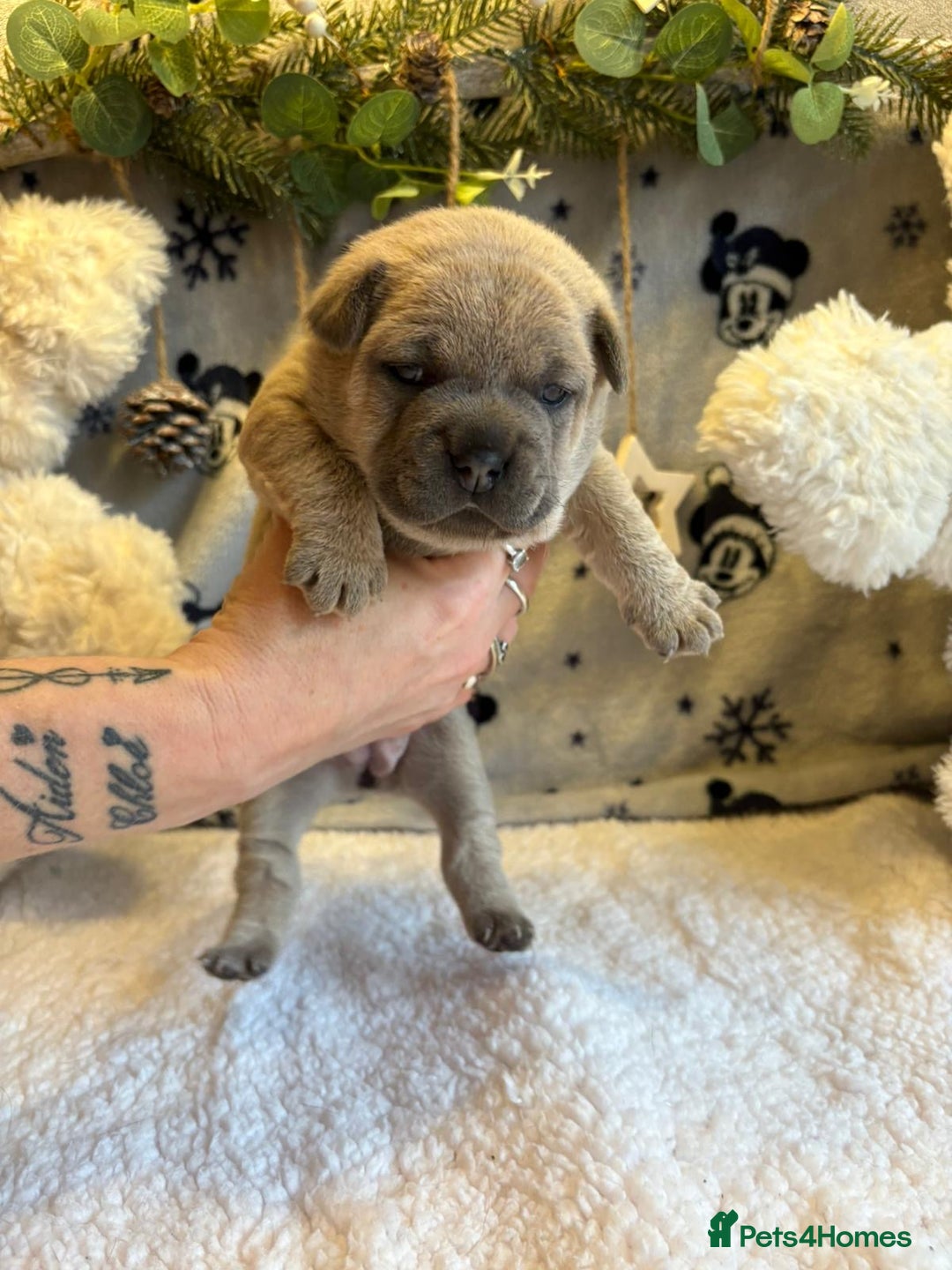 Mixed Breed dogs for sale: 🩷 STUNNING FRENCH CHOWS🩵 - Advert 8